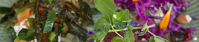 Nærbillede af salat med rødkål, brøndkarse og blomster.
