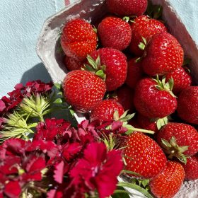 Økologisk jordbær
